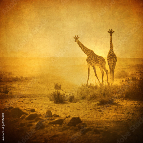 Photography vintage image of giraffes in amboseli national park, kenya