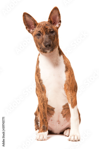 basenji puppy isolated on white background