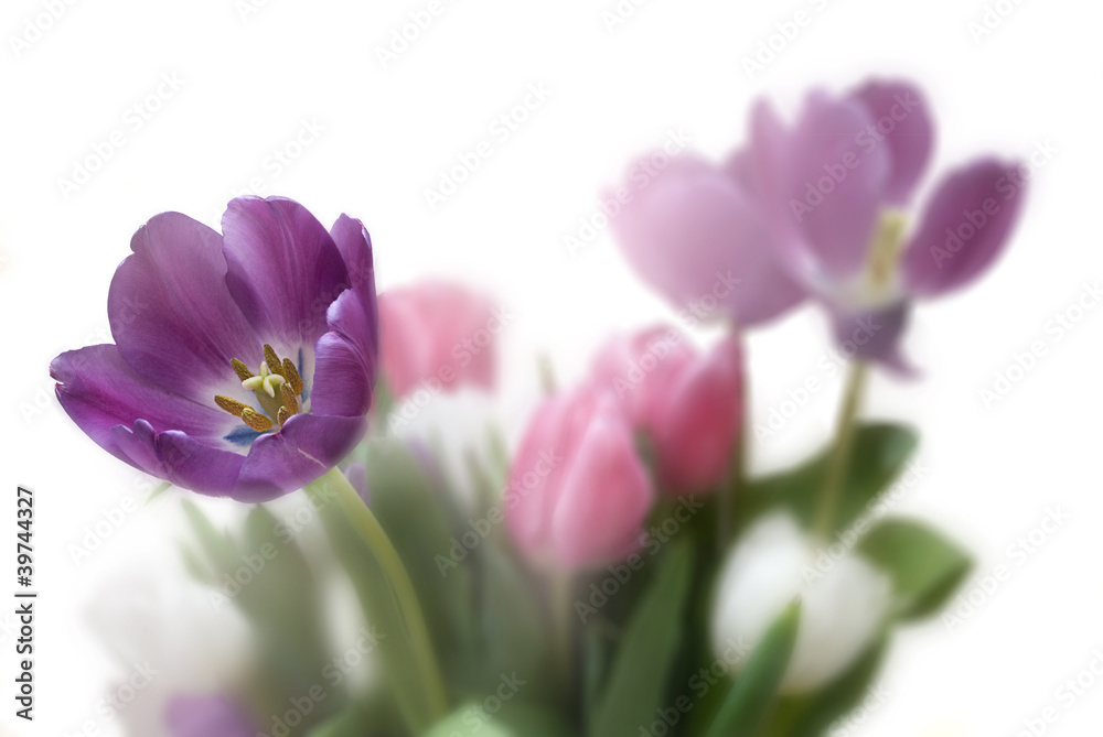 Obraz premium Tulip Floral background with right side copyspace