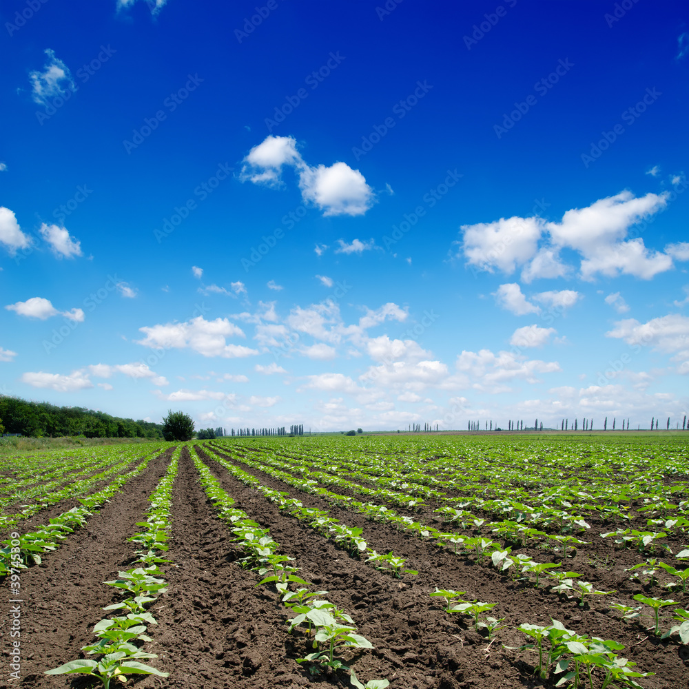 field with green sunflowers under cloudy sky