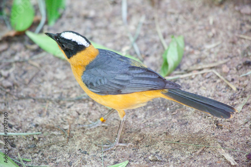 Yellow chested bird standing on the ground