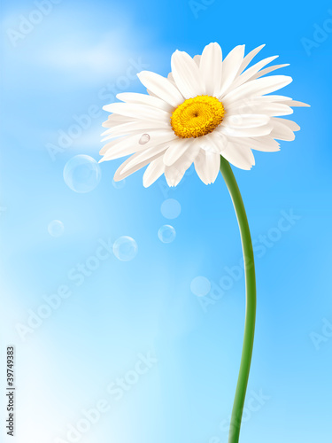 Fototapeta Naklejka Na Ścianę i Meble -  Beautiful white daisy in front of the blue sky  Vector