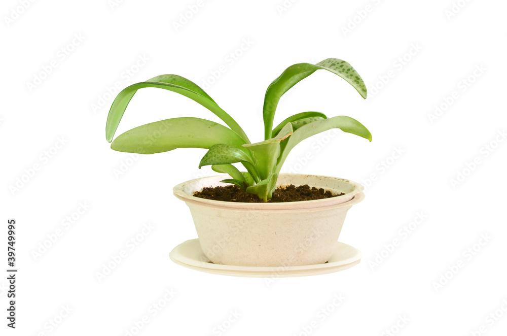 Fototapeta premium small plant in bagasse bowl