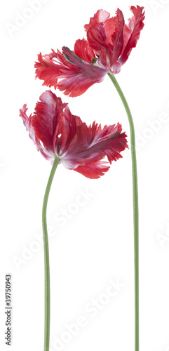 Fototapeta Naklejka Na Ścianę i Meble -  tulip