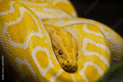 Close up of Golden Thai Python, focus at eyes