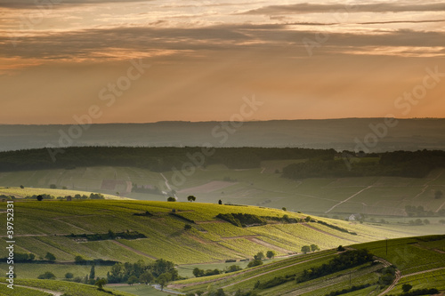 Vineyards of Sancerre photo