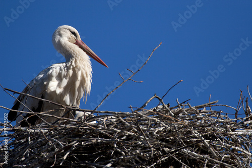 portrait of the white stork nest
