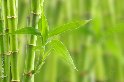 bamboo © oly5