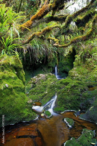 Forêt tropicale vierge, La Réunion. photo