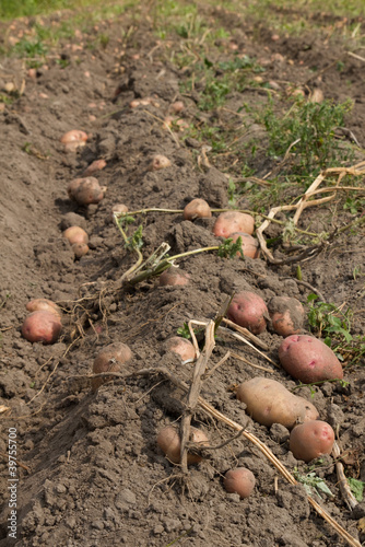 Fototapeta Naklejka Na Ścianę i Meble -  potatoes harvesting