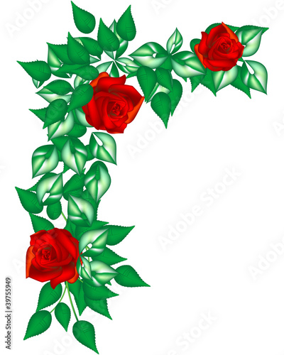 corner of rose, in particular rose of garden