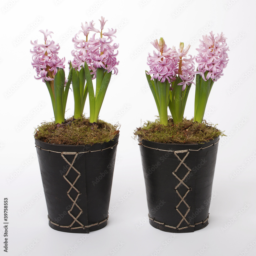 Two flowerpots with hyacinths