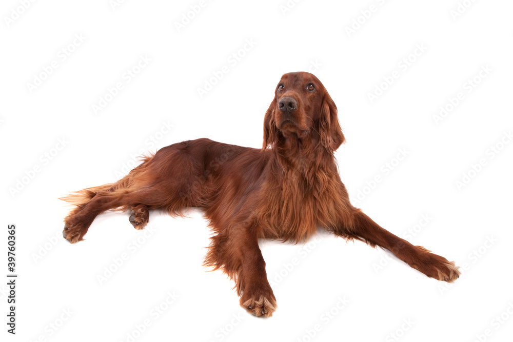 Irish Setter