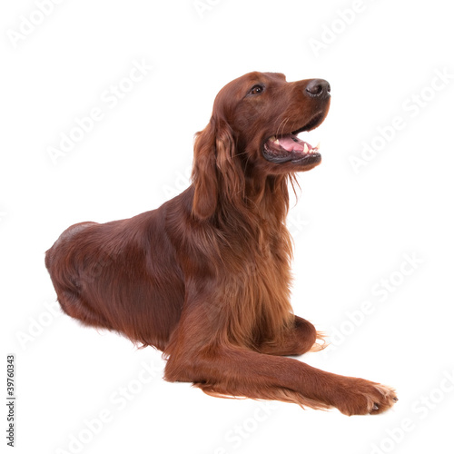 Irish Setter