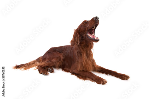 Fotografie Irish Setter