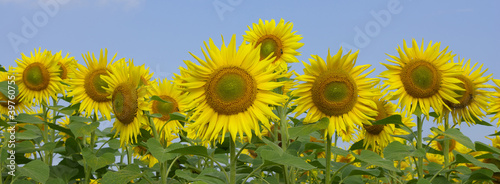 Fototapeta Naklejka Na Ścianę i Meble -  sunflowers