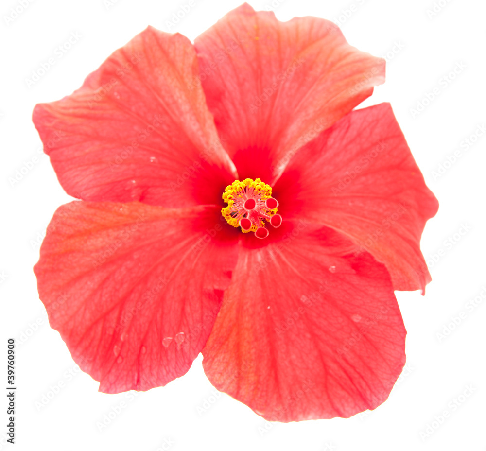 red hibiscus red hibiscus