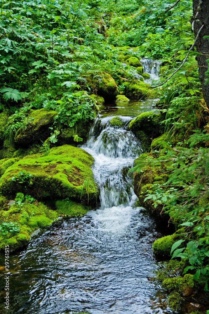 stream in forest stream in forest