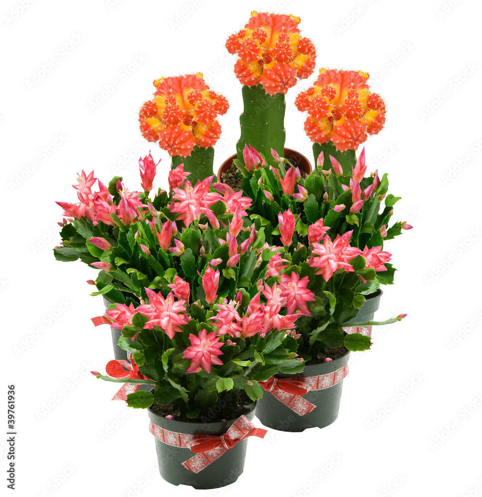 christmas cactus and moon cactus, isolated