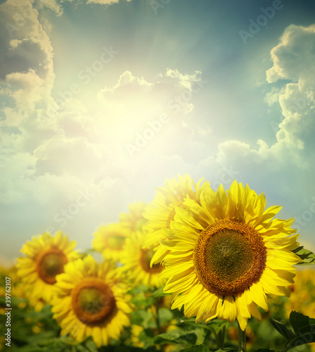 Fototapeta Naklejka Na Ścianę i Meble -  sunflowers