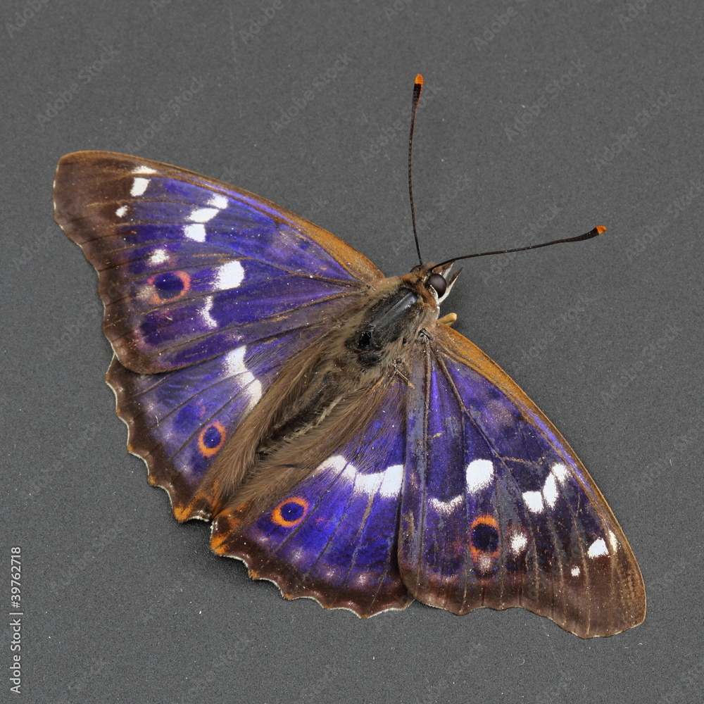 Naklejka premium Butterfly - Lesser Purple Emperor over dark grey. Close-up