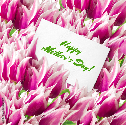 Many pink tulips with card