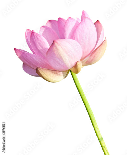 Isolated Lotus on the stem