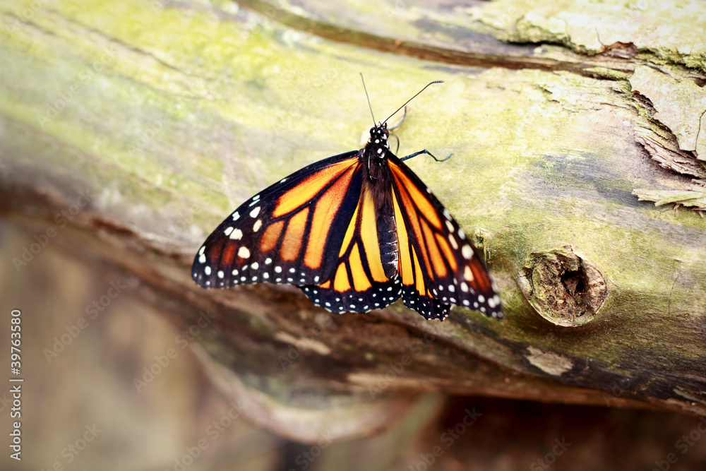 Butterfly on a Tree Butterfly on a Tree