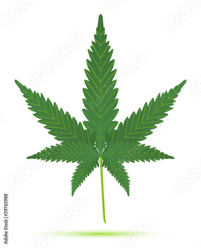 cannabis leaf isolated illustration