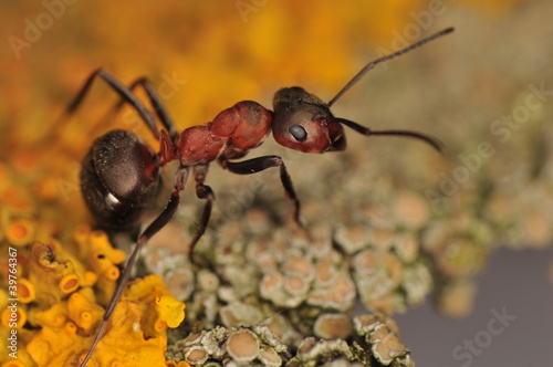 Ant - Formica © Gucio_55