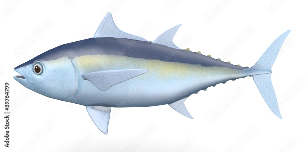 3d render of blackfin tuna 3d render of blackfin tuna