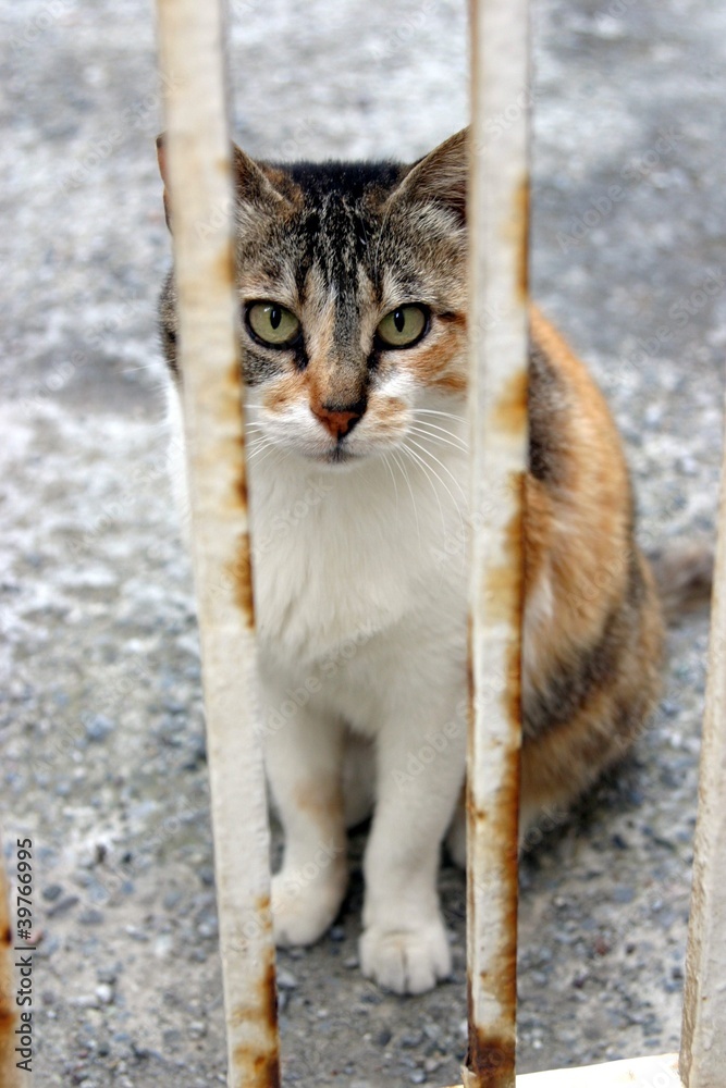 Katze hinter Gitter Katze hinter Gitter