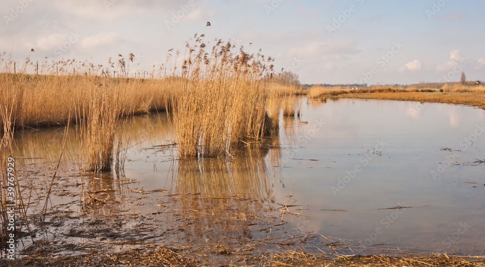 Waving reed in Dutch wetlands Waving reed in Dutch wetlands