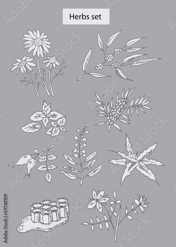 herbs set hand drawn illustrations