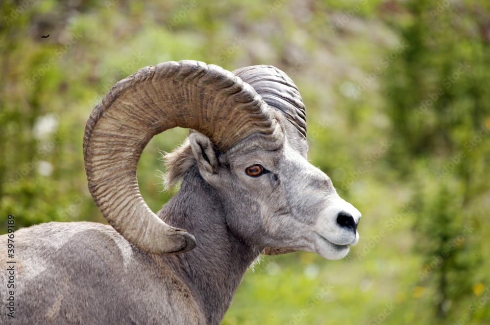 Mountain Sheep Mountain Sheep
