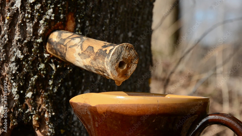 maple sap fresh drops driped in the ceramic jar