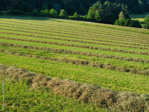 Fototapeta Hay windrows