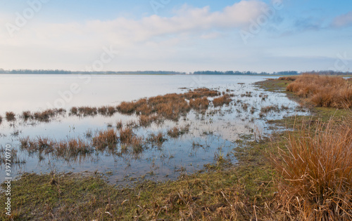 Marshy area in a Dutch nature reserve © Ruud Morijn