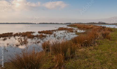 Obraz na plátně Marshy area in a Dutch nature reserve
