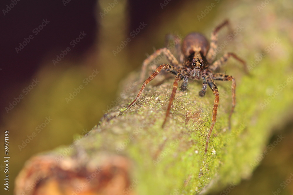 Spider - Pardosa Spider - Pardosa