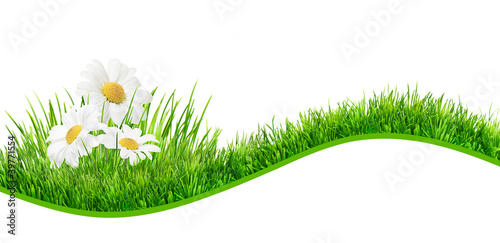 Fototapeta Naklejka Na Ścianę i Meble -  daisies banner