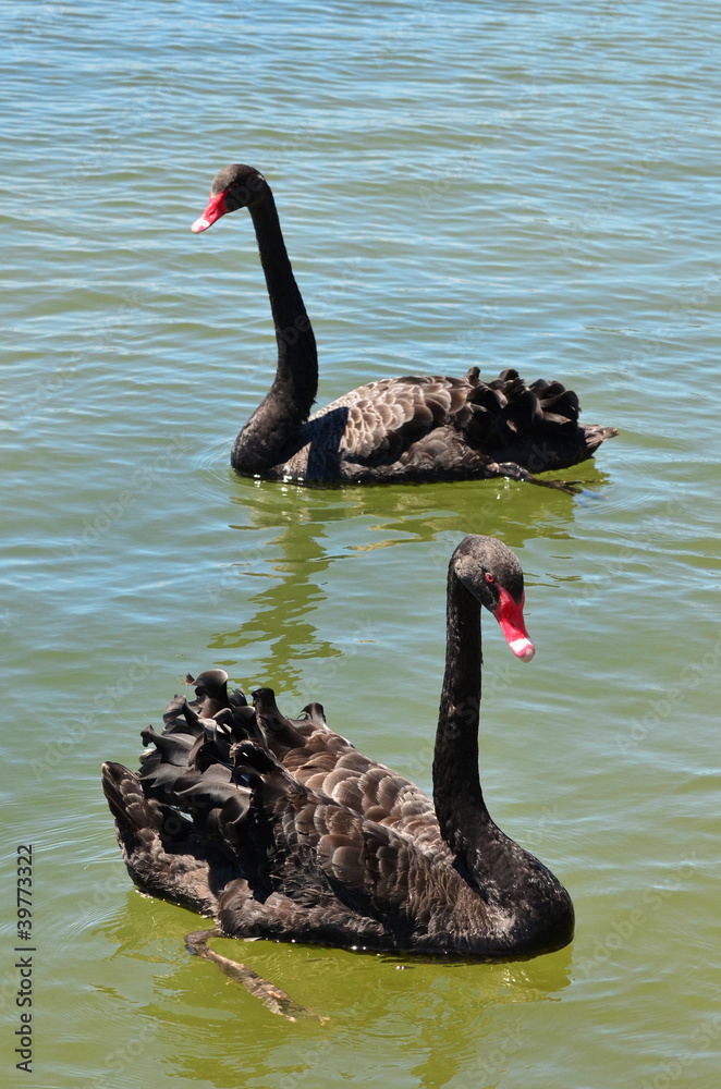 Obraz premium Wildlife and Animals - Black Swan