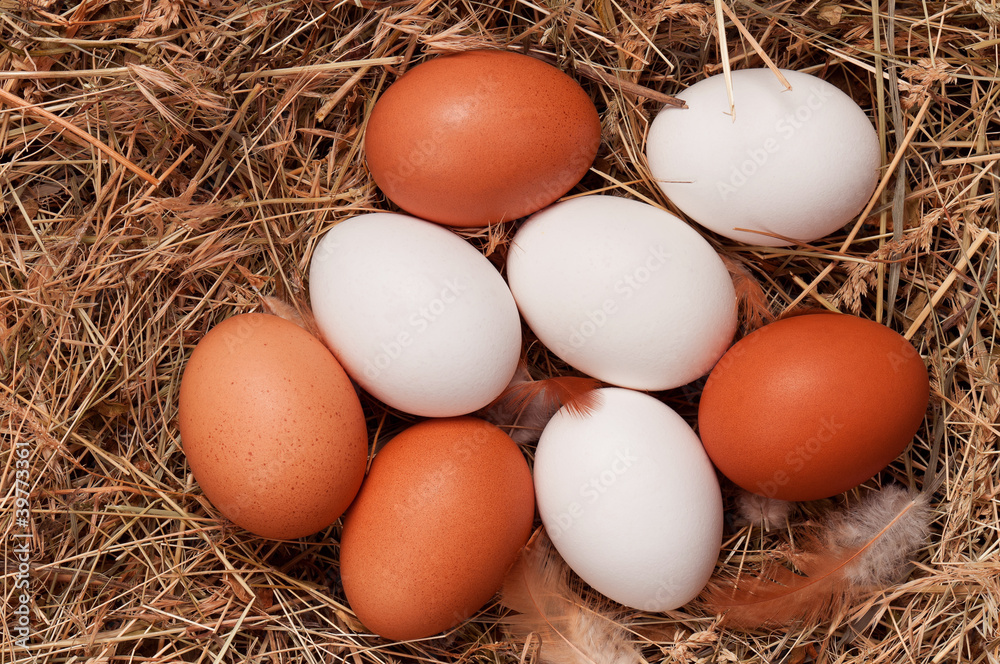 Eggs in nest Eggs in nest