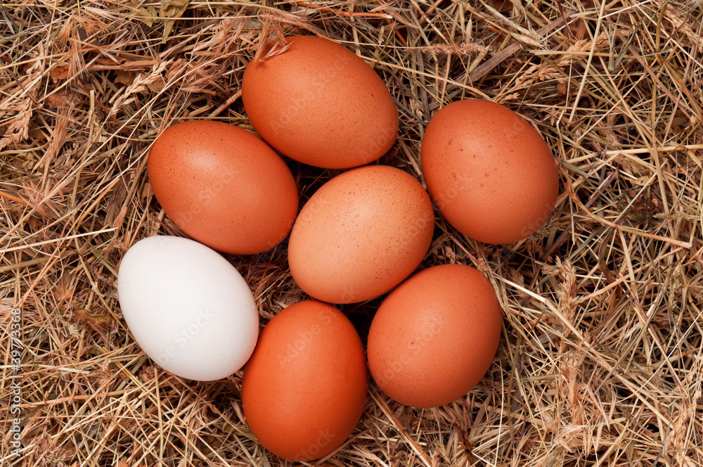 Eggs in nest Eggs in nest