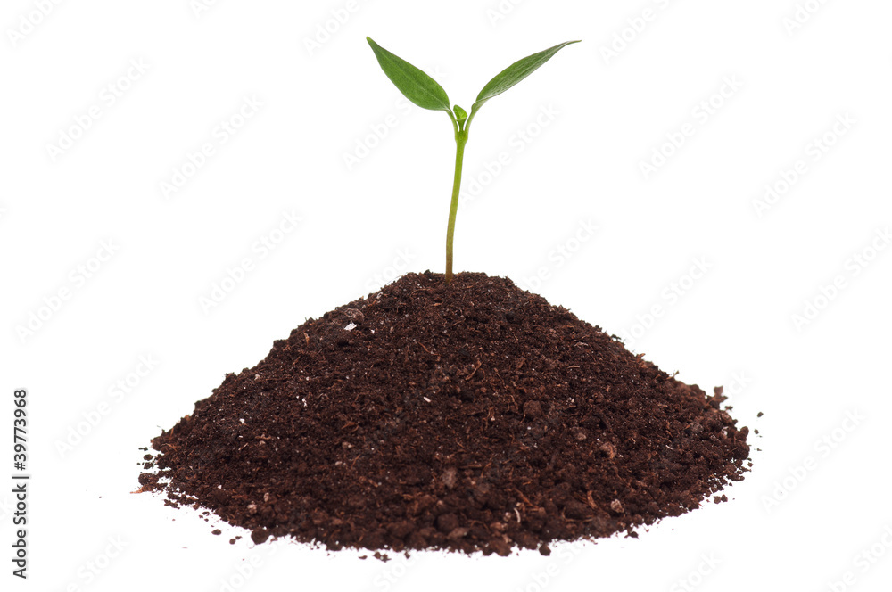 Green seedling Green seedling