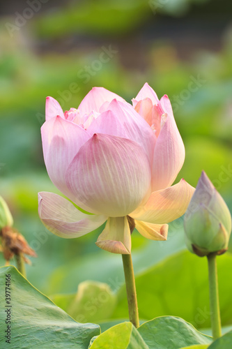 lotus flower blossom