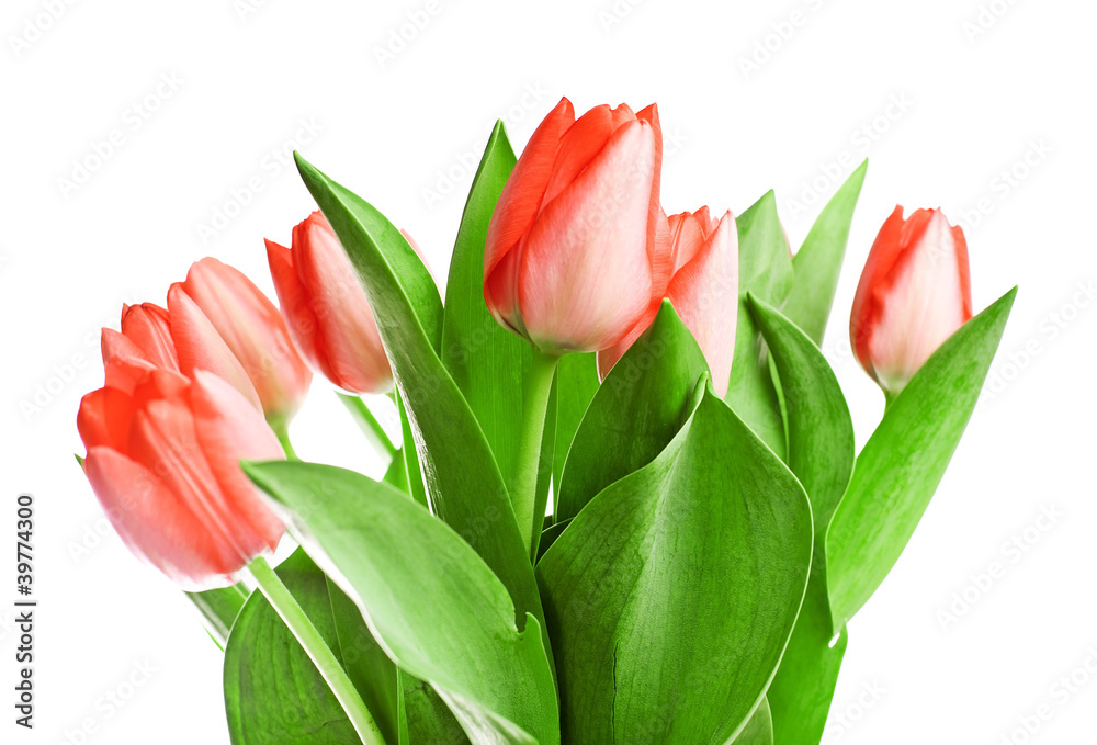 Tulips Tulips