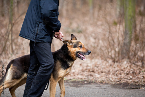 Fototapeta Naklejka Na Ścianę i Meble -  Master and his obedient (German Shepherd) dog