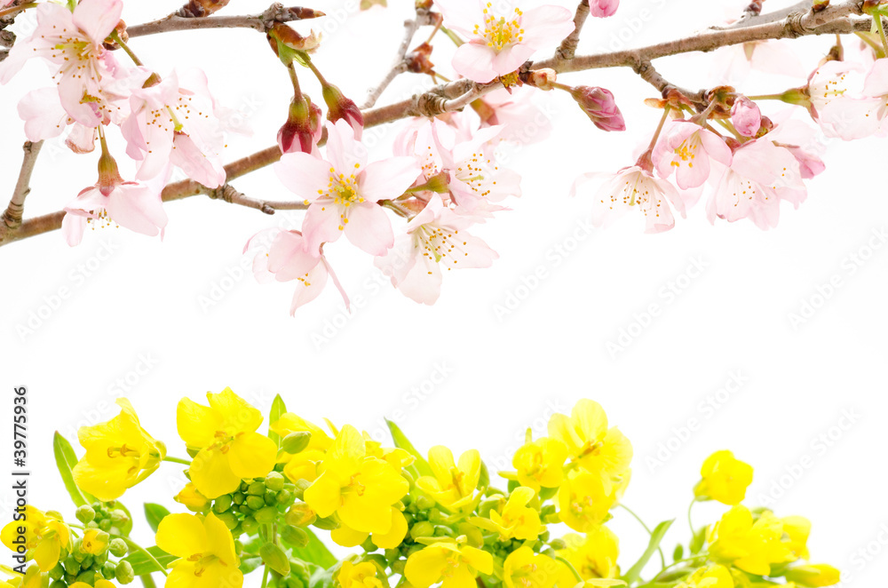 桜と菜の花の切り花