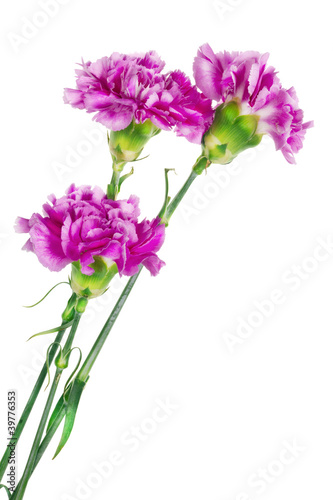 Fototapeta Naklejka Na Ścianę i Meble -  Three lonely  pink carnation